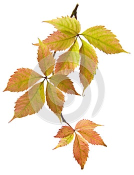 Autumn leaf of grapes isolated on white background