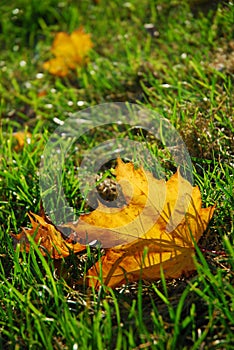 Autumn leaf in grass