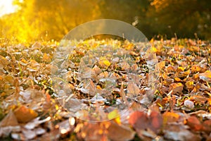 Autumn leaf in the grass closeup, beautiful autumn forest, bright sunlight at sunset