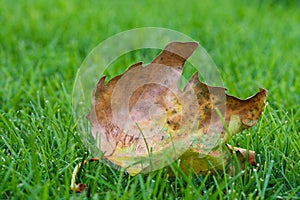 Autumn leaf on green grass, dry leaf, fall season background