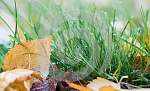 Autumn leaf on green grass, macro closeup