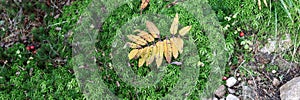 Autumn leaf on green moss. Panorama