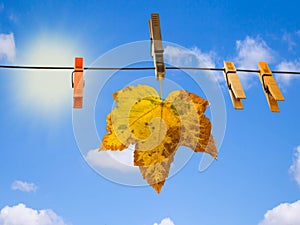 Autumn leaf hanging on the washing rope