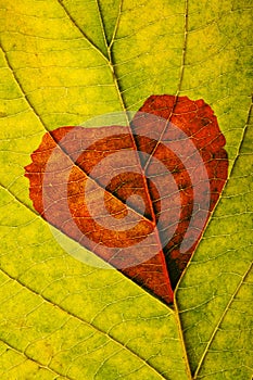 Autumn leaf with heart