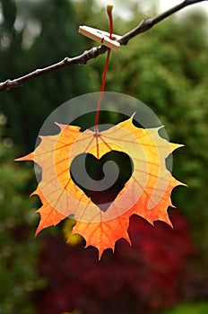 Autumn leaf with heart.