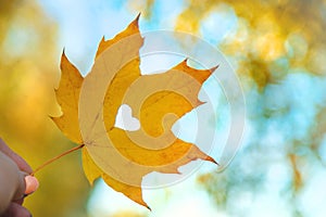Autumn leaf heart on the background of the sky. Selective focus.