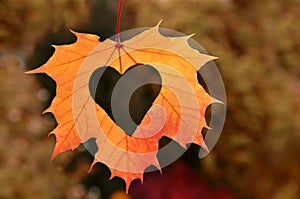 Autumn leaf heart