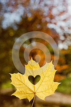 Autumn leaf heart shape cutting outdoors