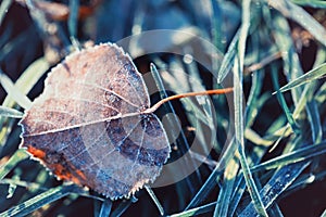 Autumn leaf in hoarfrost in rays of morning sun