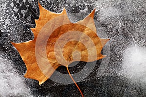 Autumn Leaf on Ice