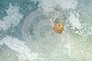 Autumn leaf on the ice.