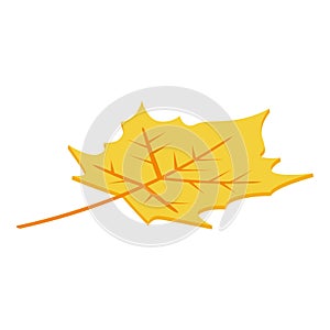 Autumn leaf icon, isometric style