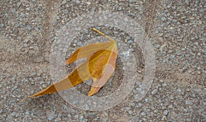 Autumn leaf isolated on a concrete surface