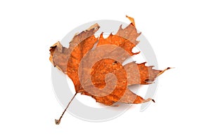 Autumn leaf isolated on a white