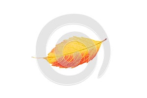 Autumn leaf isolated on white background. Autumn yellow red leaf. Top view shot