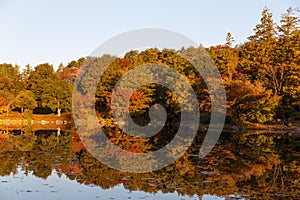 Autumn Leaf in Japan