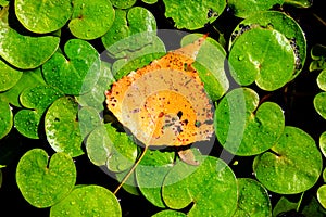 Autumn leaf on lake leafage