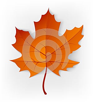 Autumn leaf. Leaf isolated on a white background. Autumn maple leaf. Vector