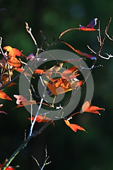 the Autumn Leaf, Leaves turning red in Antumn