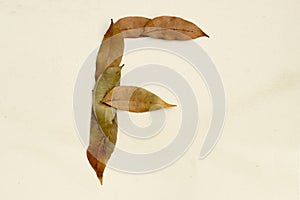 Autumn leaf letter F Background image. Natural forest leaf alphabet Background