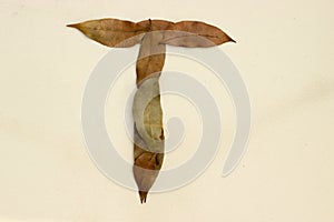 Autumn leaf letter T Background image. Natural forest leaf alphabet Background