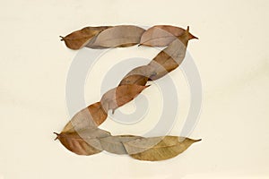 Autumn leaf letter Z Background image. Natural forest leaf alphabet Background