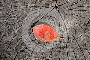 Autumn leaf lies on the wood. Leaf that fell on a stump