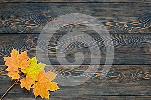 Podzim list život cyklus. podzim barvitý pokles javor listy na venkovský dřevěný stůl 