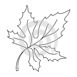 Autumn leaf in a linear style organic natural tree leaf.