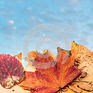 Autumn leaf litter and evening blue sky