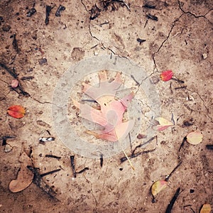 An Autumn Leaf lying on cracked sandy ground in an aesthetic pattern