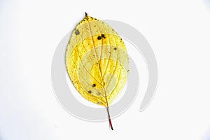 Autumn leaf lying on white background. Seasonal photo