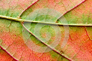 Autumn leaf macro