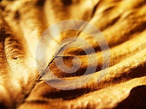 Autumn leaf (52) macro