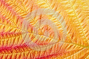 Autumn leaf macro texture and colors in fall season