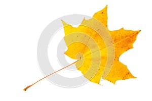 Autumn leaf of maple tree isolated on a white background