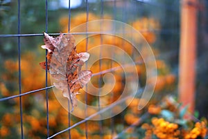 Autumn leaf photo