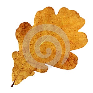 Autumn leaf of oak on white background