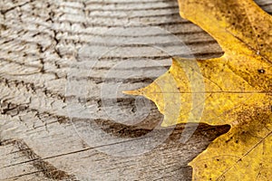 Autumn leaf over wooden background