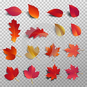 Autumn leaf pack. Realistic leave fall with shadow.