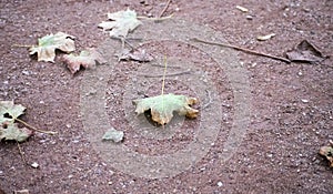 Obora Holedna - Brno