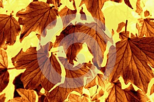 Autumn Leaf pattern