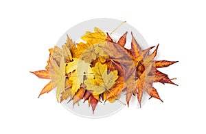 Autumn leaf pile isolated. Colored autumn tree leaves, yellow orange foliage, fall leaf heap