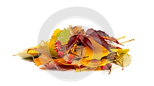 Autumn Leaf Pile Isolated, Colored Autumn Tree Leaves, Yellow Orange Green Foliage, Fall Leaf