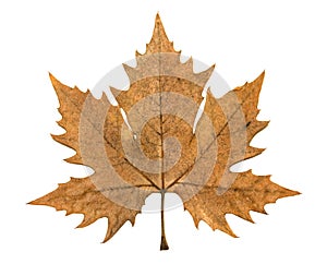 Autumn leaf of plane tree