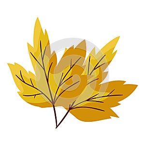 Autumn leaf plant seasonal icon photo