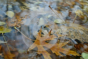 Autumn leaf in puddle