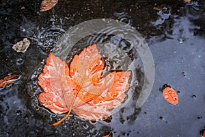 Autumn Leaf in Rain