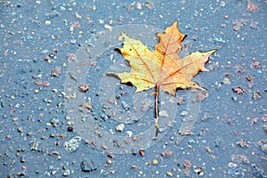 Autumn leaf rain asphalt city