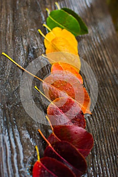 Autumn leaf under the rain 7